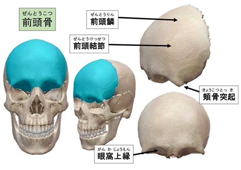 額頭骨